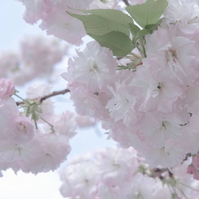 连南福瑞交流群